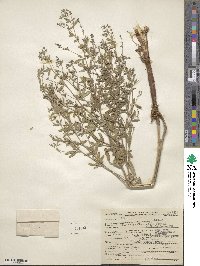 Pediomelum tenuiflorum image