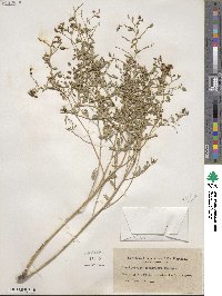 Pediomelum tenuiflorum image