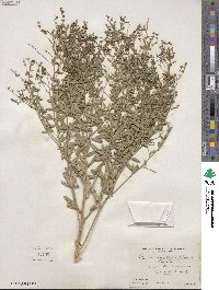 Pediomelum tenuiflorum image