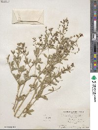 Pediomelum tenuiflorum image