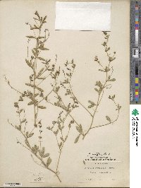 Pediomelum tenuiflorum image