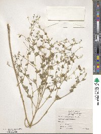 Pediomelum tenuiflorum image