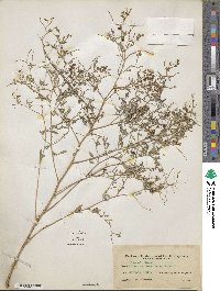 Pediomelum tenuiflorum image