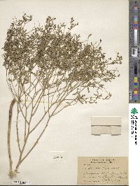 Pediomelum tenuiflorum image