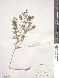 Pediomelum tenuiflorum image