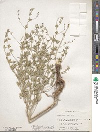 Pediomelum tenuiflorum image