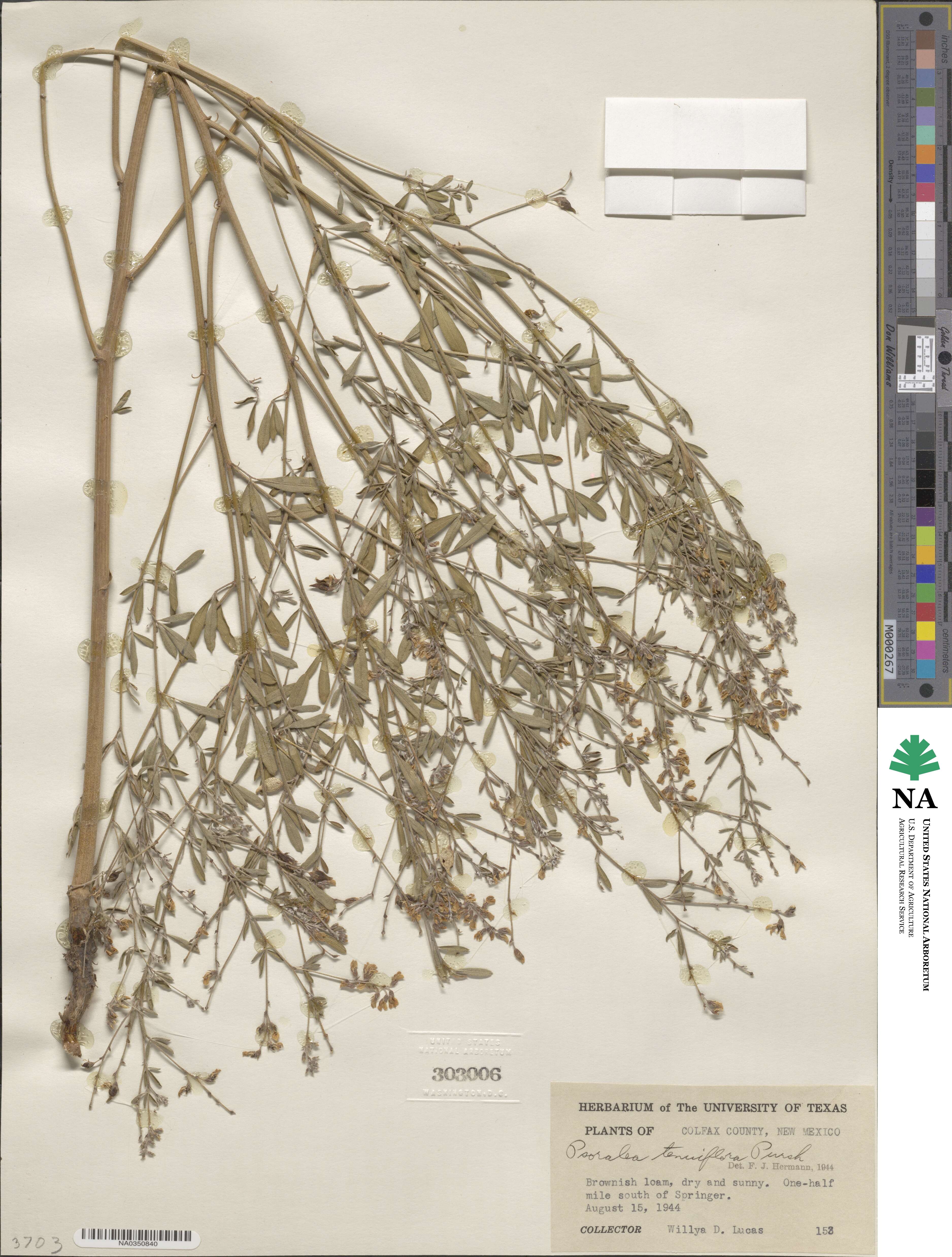 Pediomelum tenuiflorum image