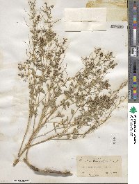 Pediomelum tenuiflorum image