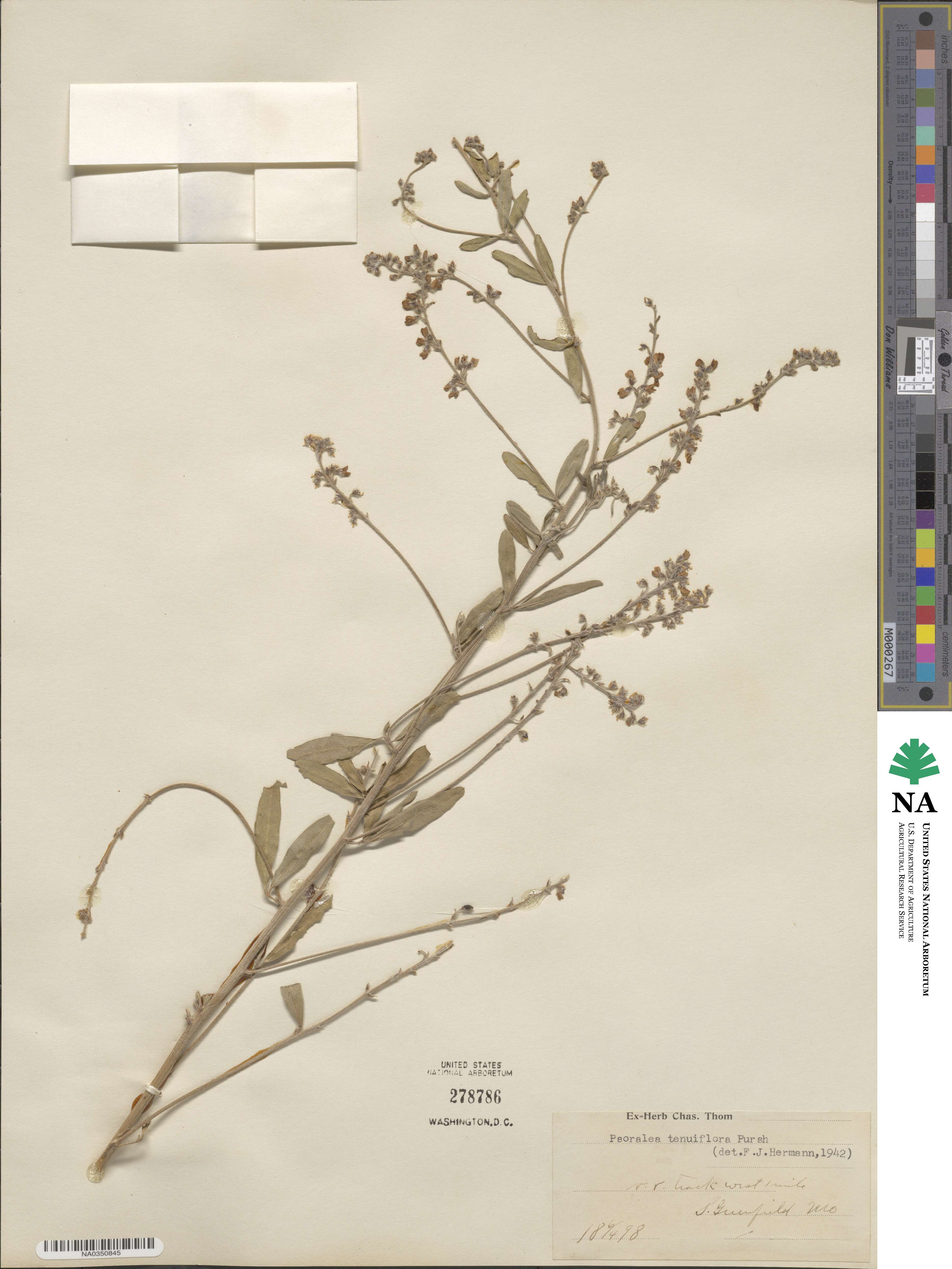 Pediomelum tenuiflorum image