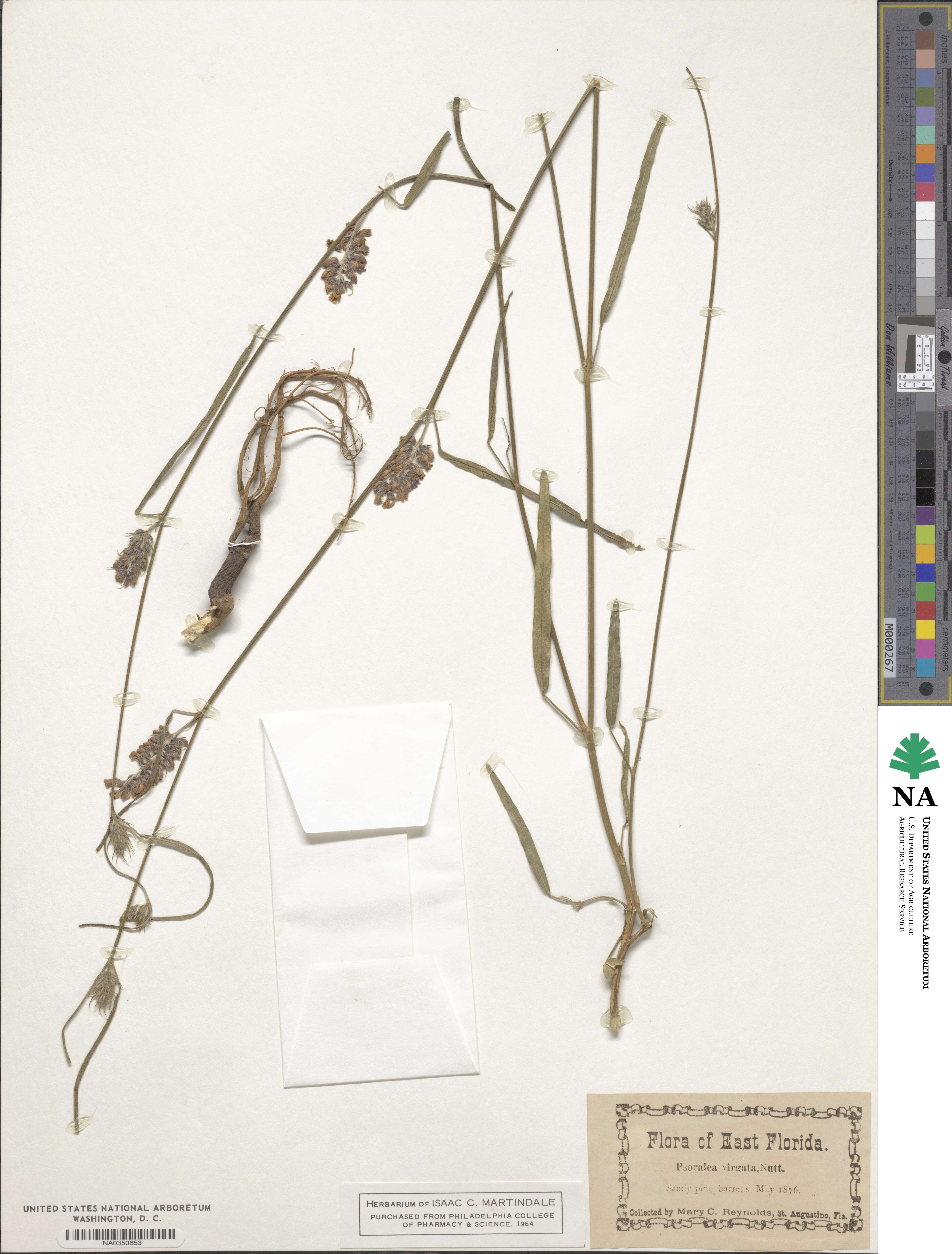 Orbexilum virgatum image