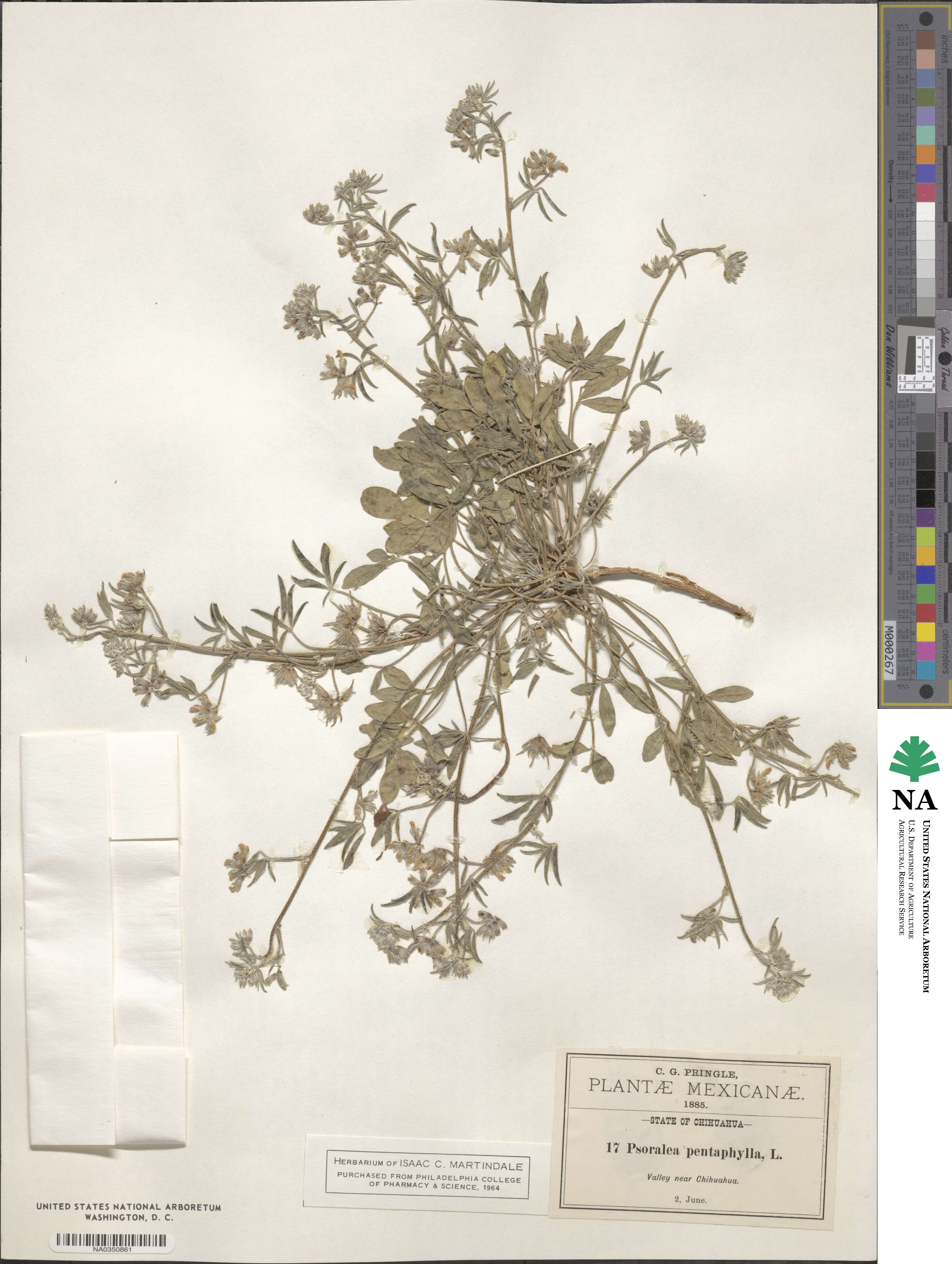 Pediomelum pentaphyllum image