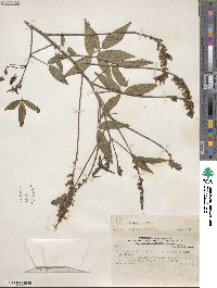 Psoralea lasiostachys image