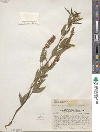 Dalea lutea image