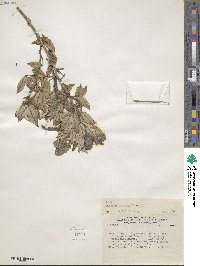 Psoralea pubescens image