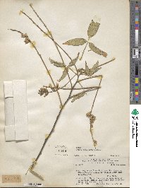 Image of Psoralea remotiflora