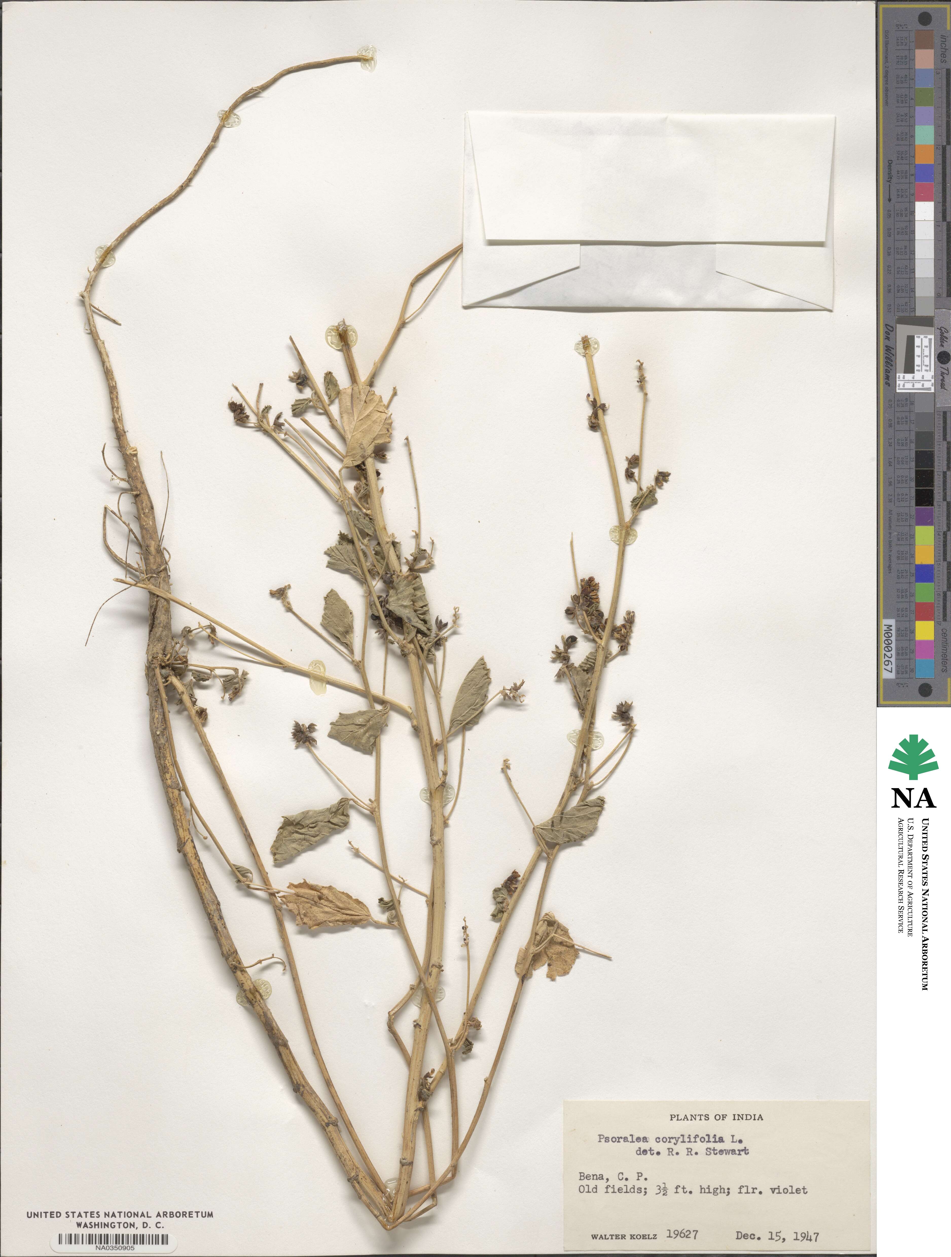 Cullen corylifolium image