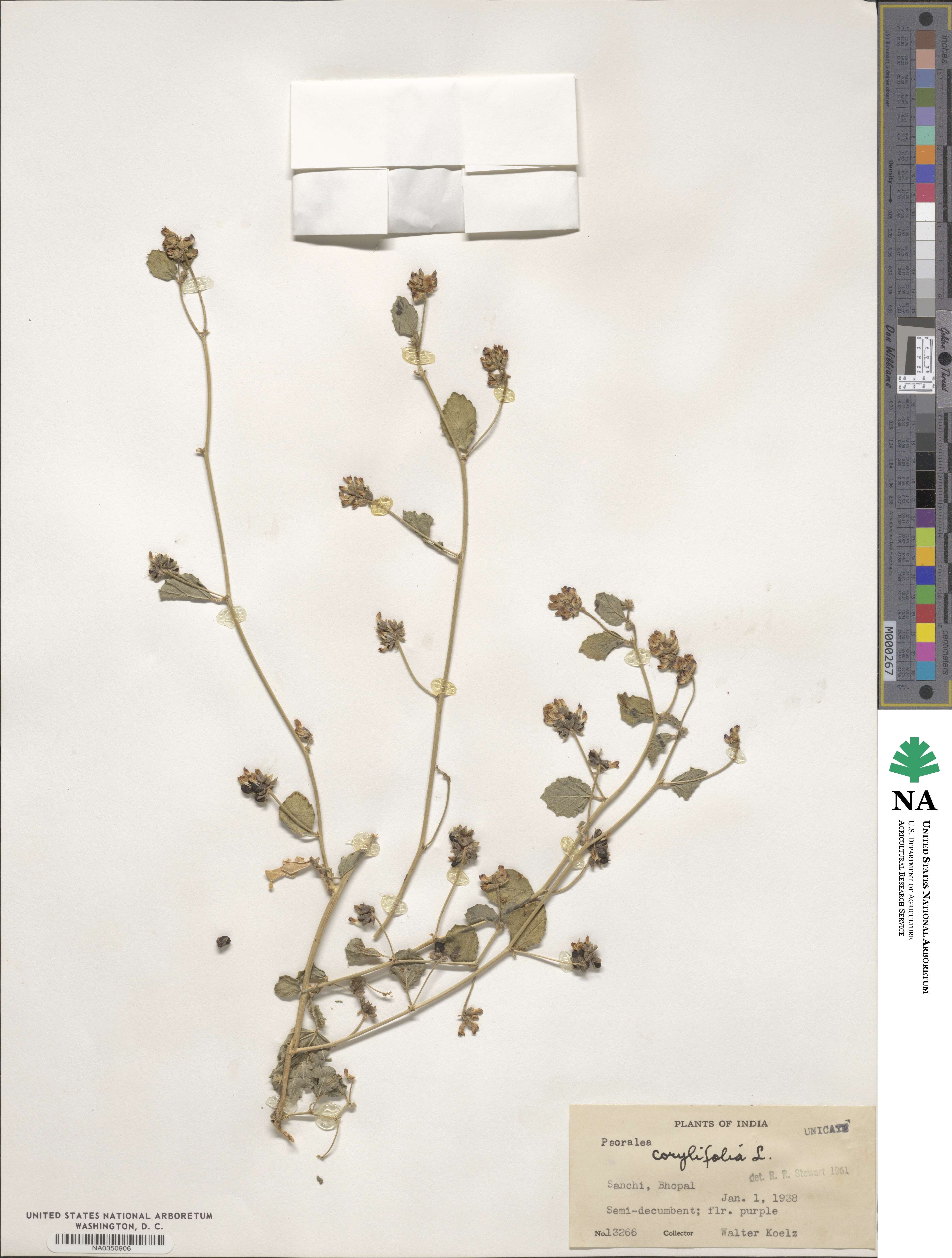 Cullen corylifolium image