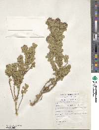 Psoralea fruticans image