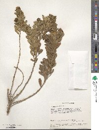 Psoralea foliosa image