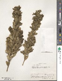 Psoralea foliosa image