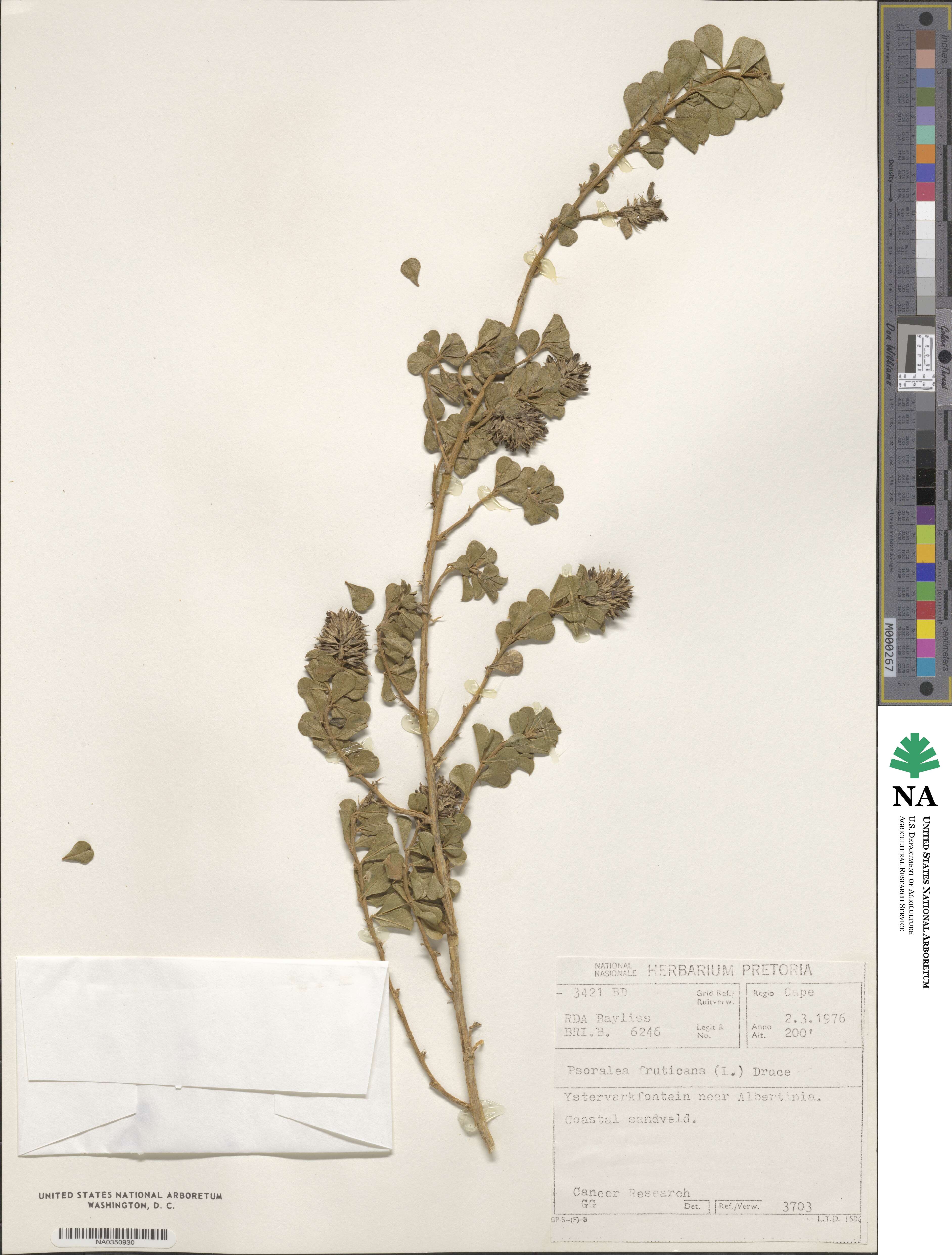 Psoralea fruticans image