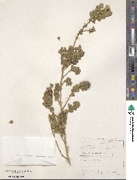 Psoralea fruticans image