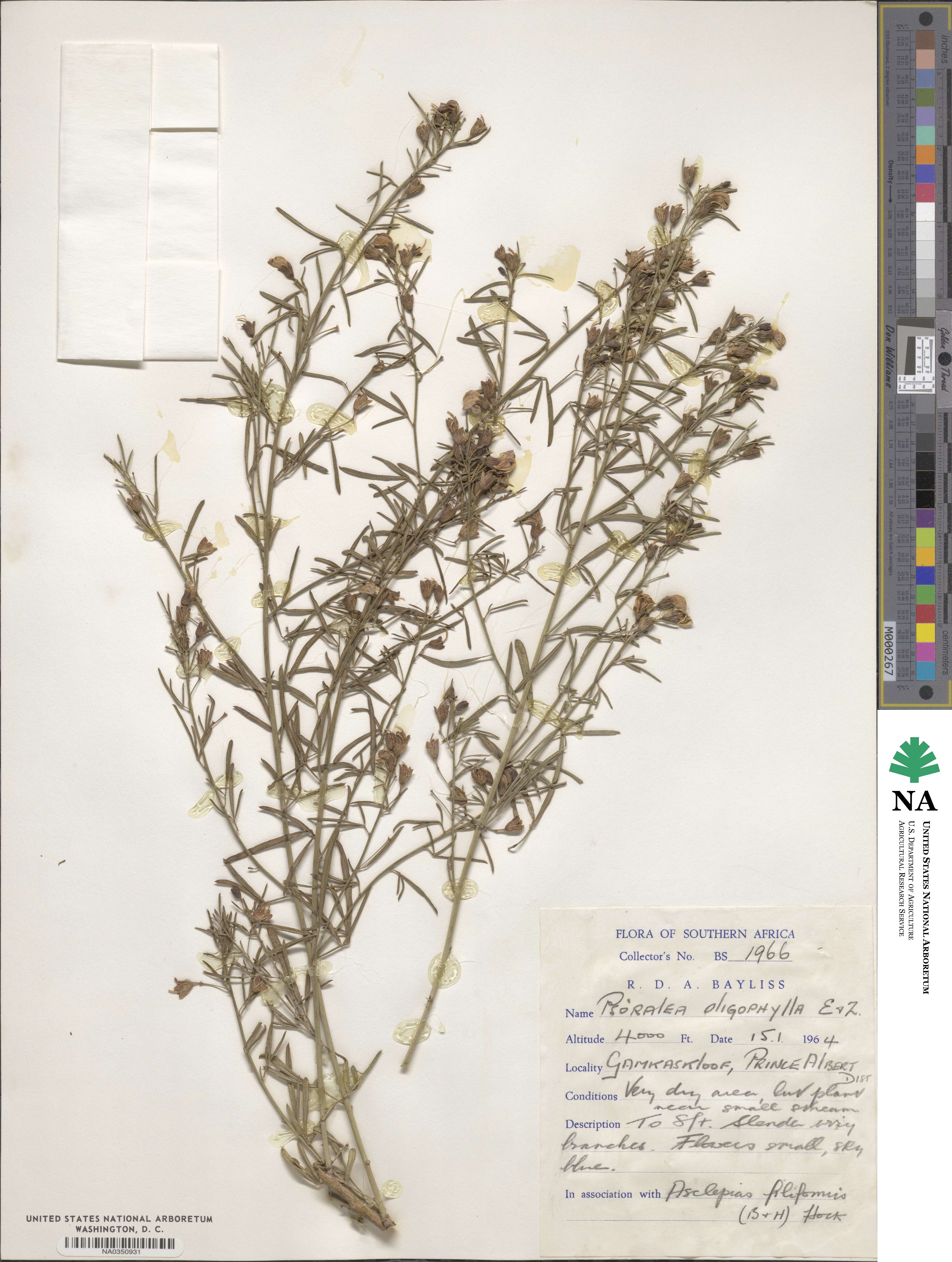 Psoralea oligophylla image