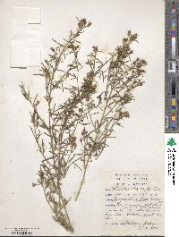 Image of Psoralea oligophylla