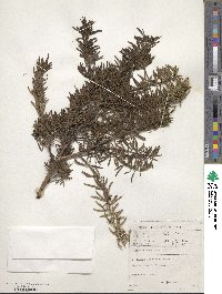 Psoralea pinnata image