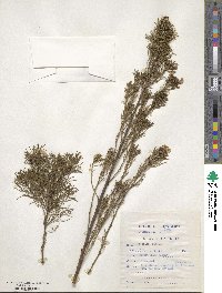 Psoralea pinnata image