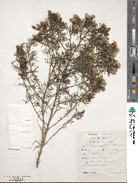 Psoralea pinnata image