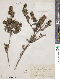 Psoralea polysticta image