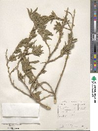 Psoralea striata image