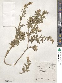 Psoralea striata image