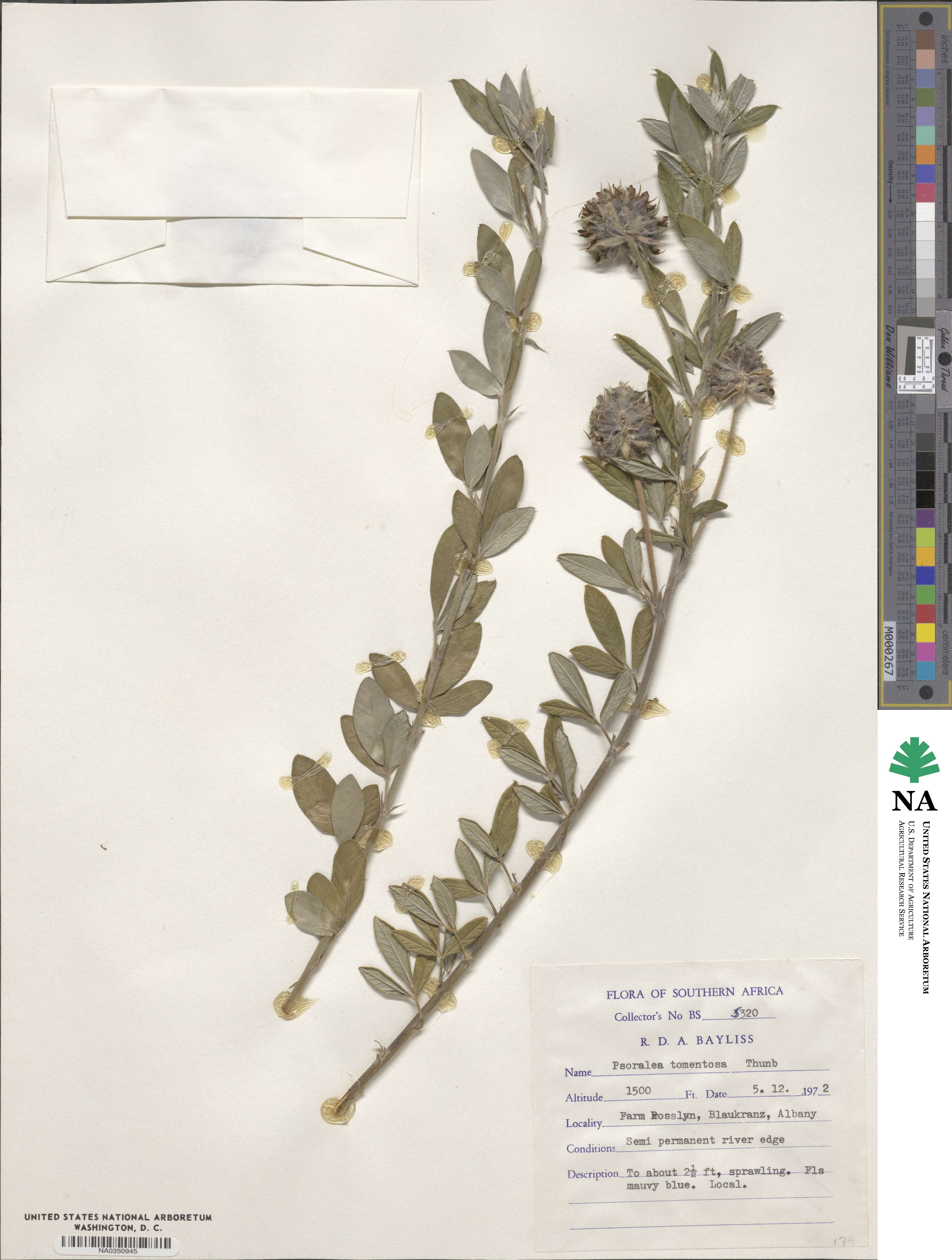 Psoralea tomentosa image