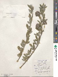 Image of Psoralea tomentosa