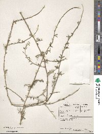 Image of Psoralea triantha