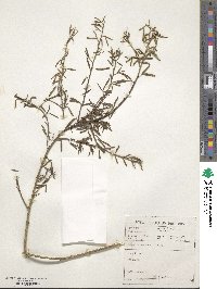 Image of Psoralea verrucosa