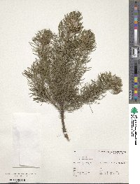 Psoralea pinnata image