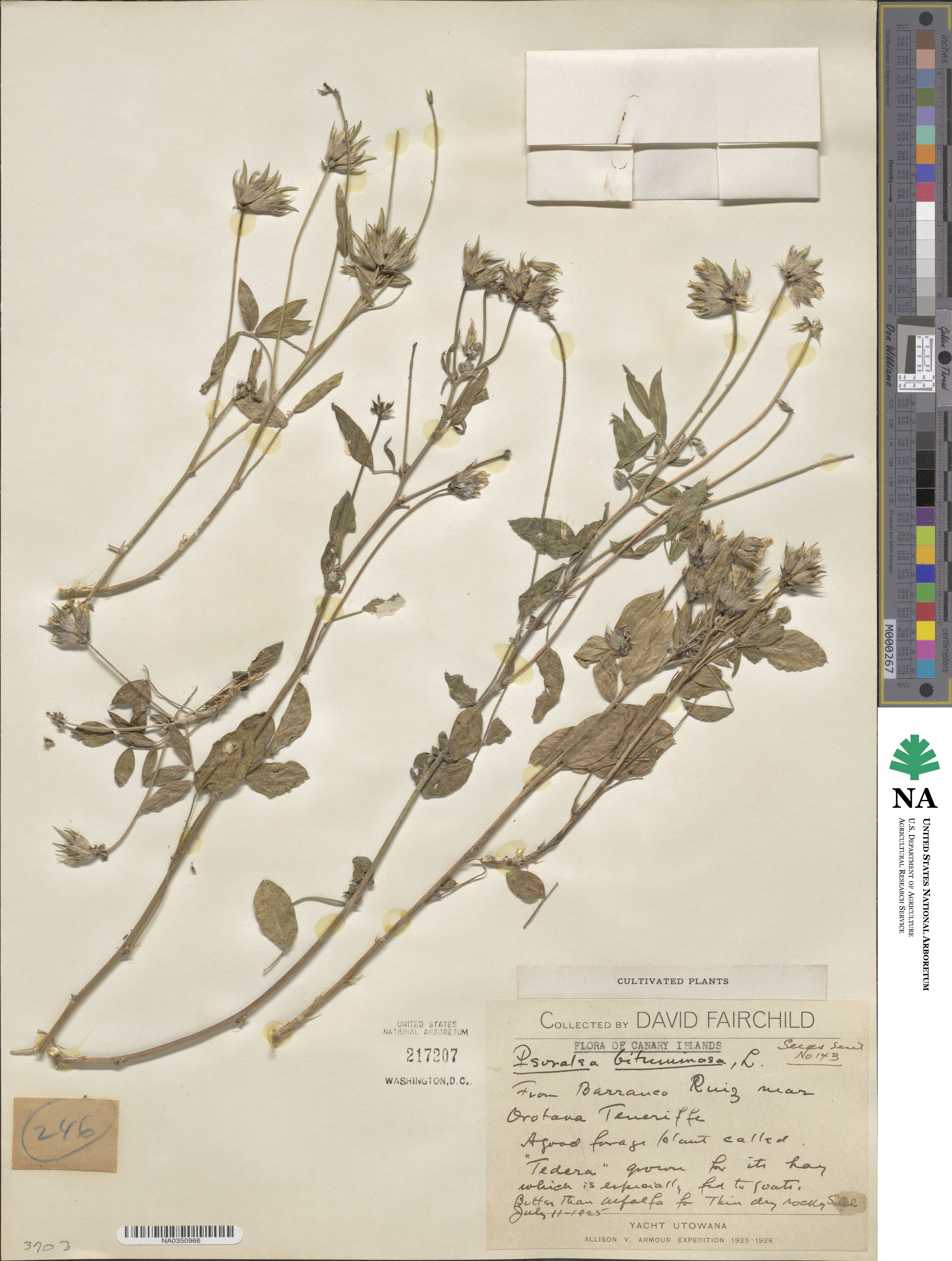 Bituminaria bituminosa image