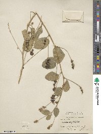 Cullen corylifolium image