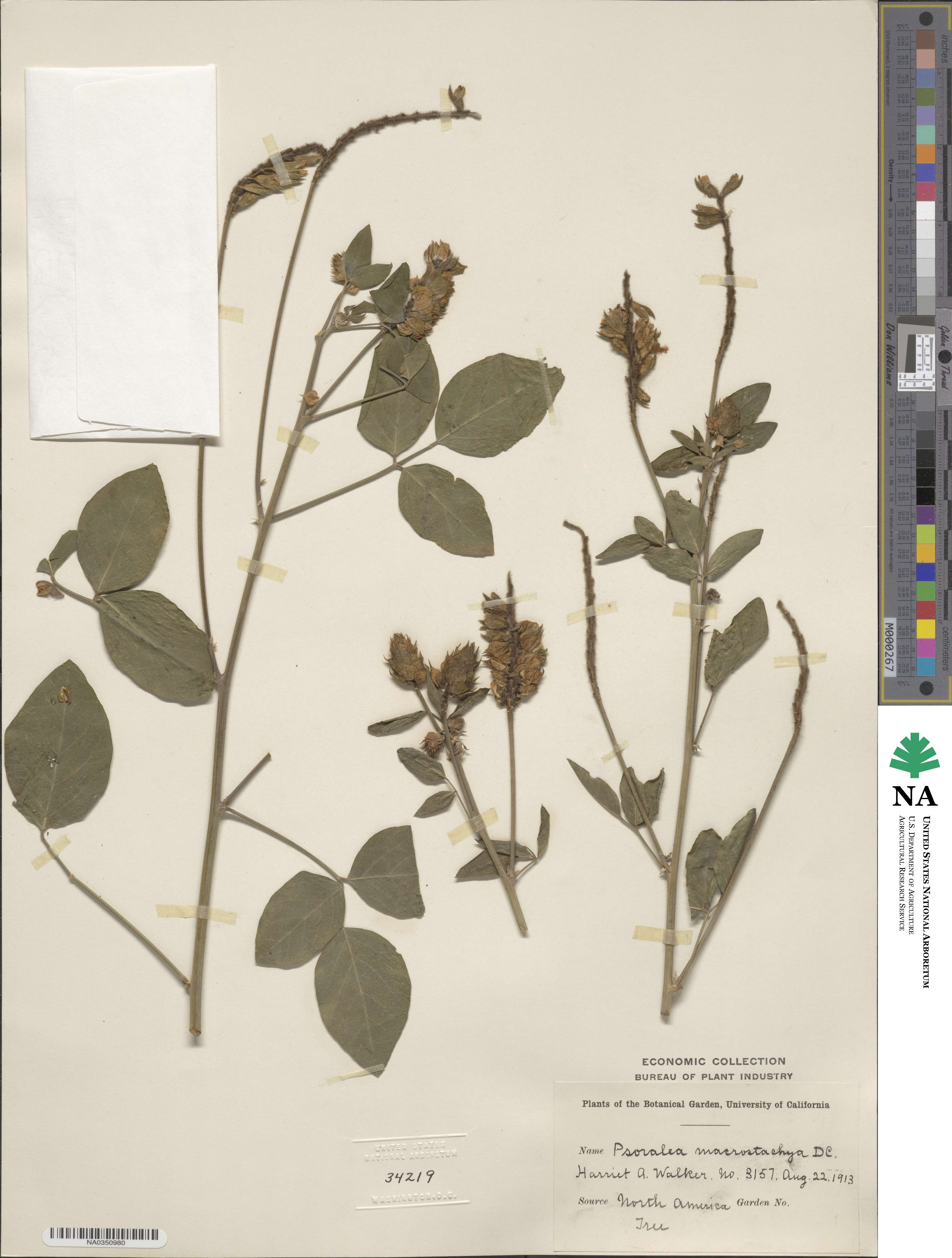 Hoita macrostachya image