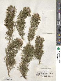 Psoralea pinnata image