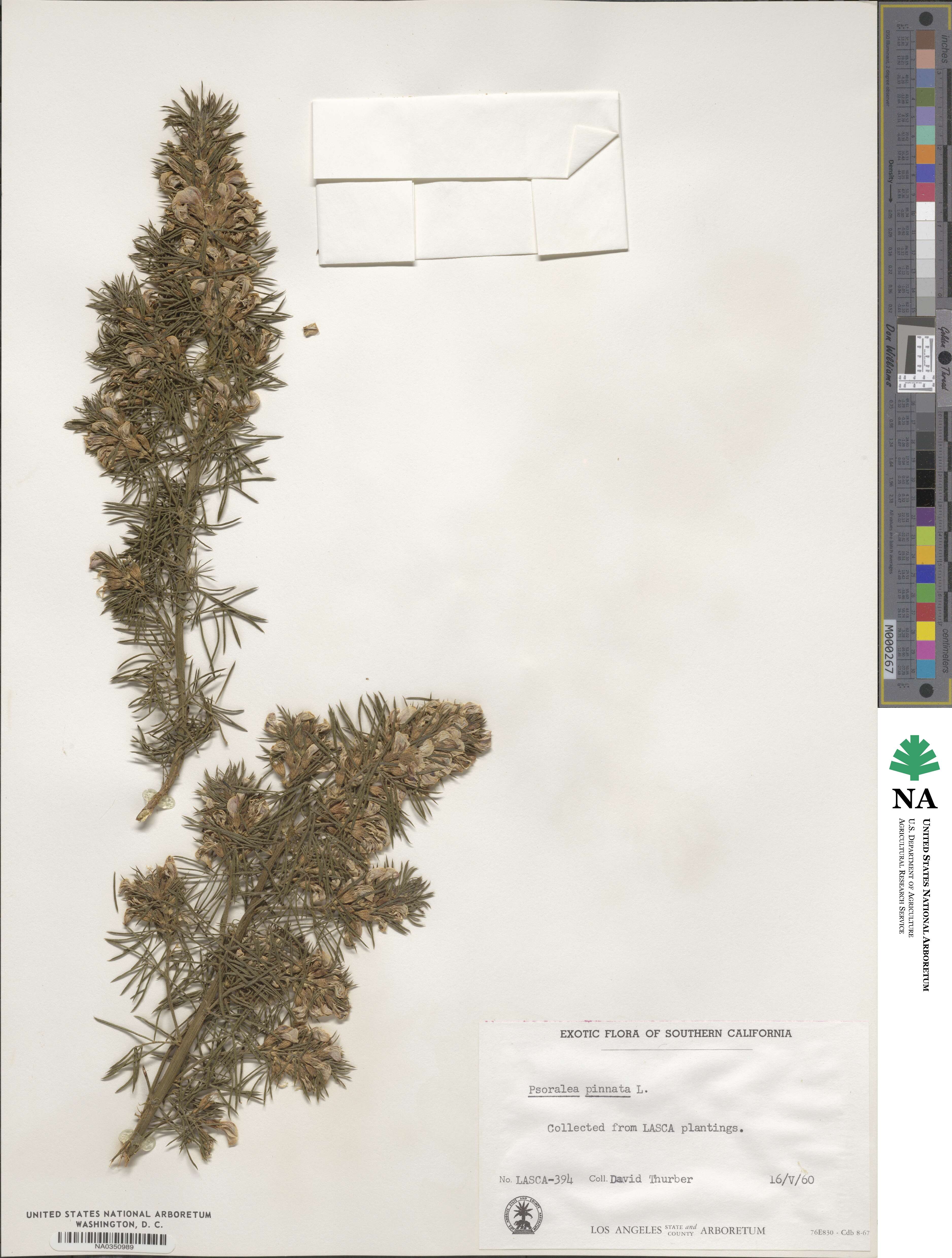 Psoralea pinnata image