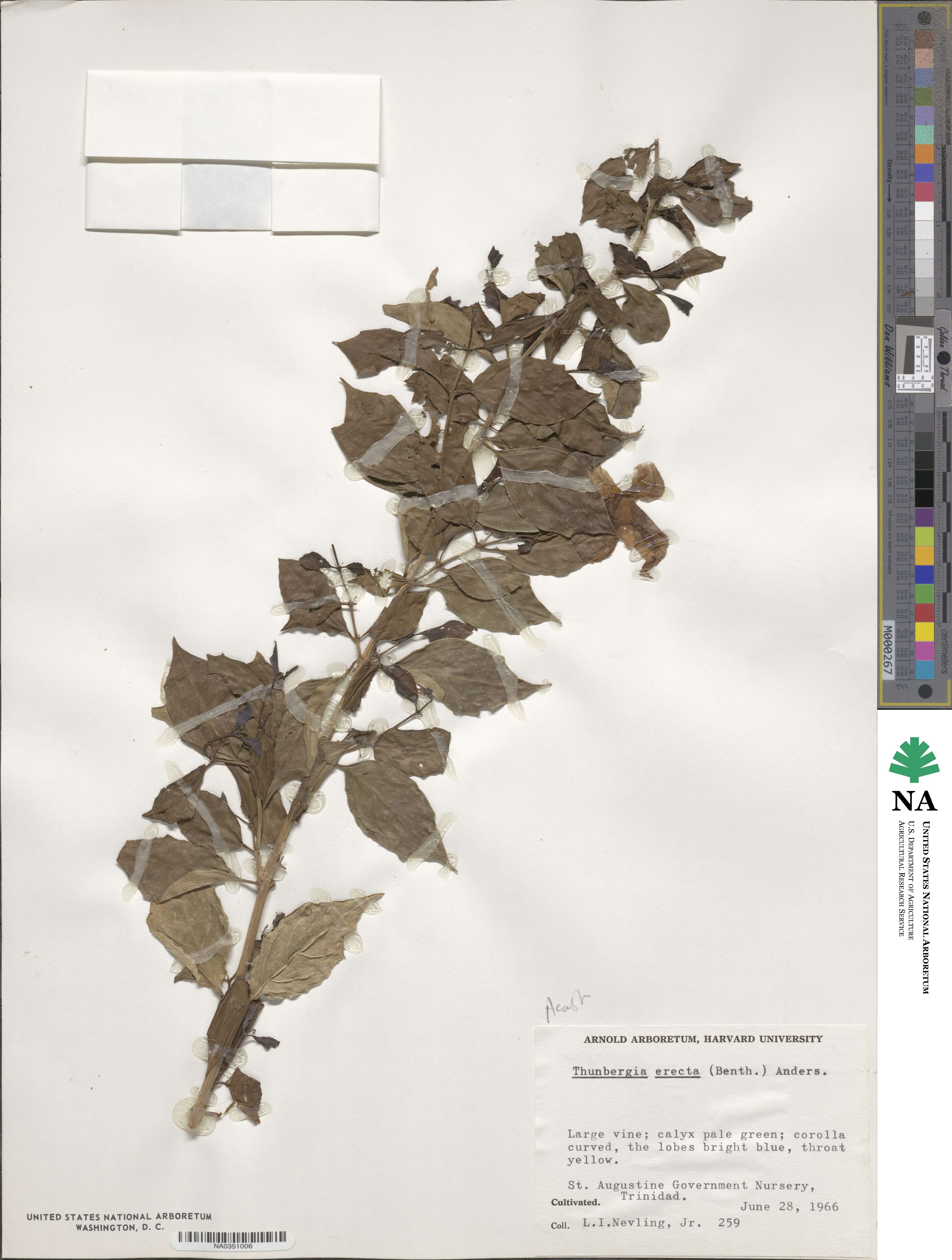 Thunbergia erecta image