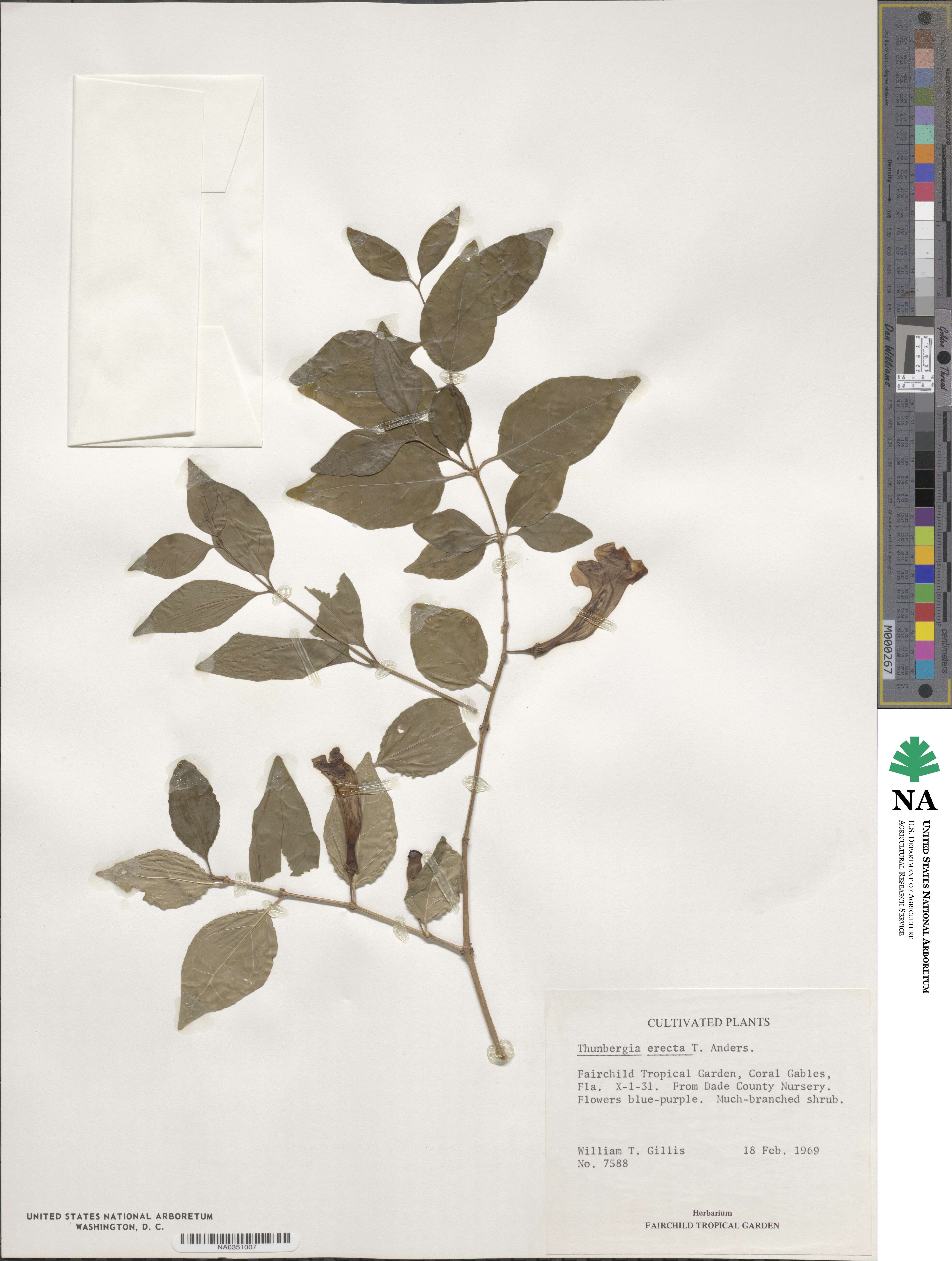 Thunbergia erecta image