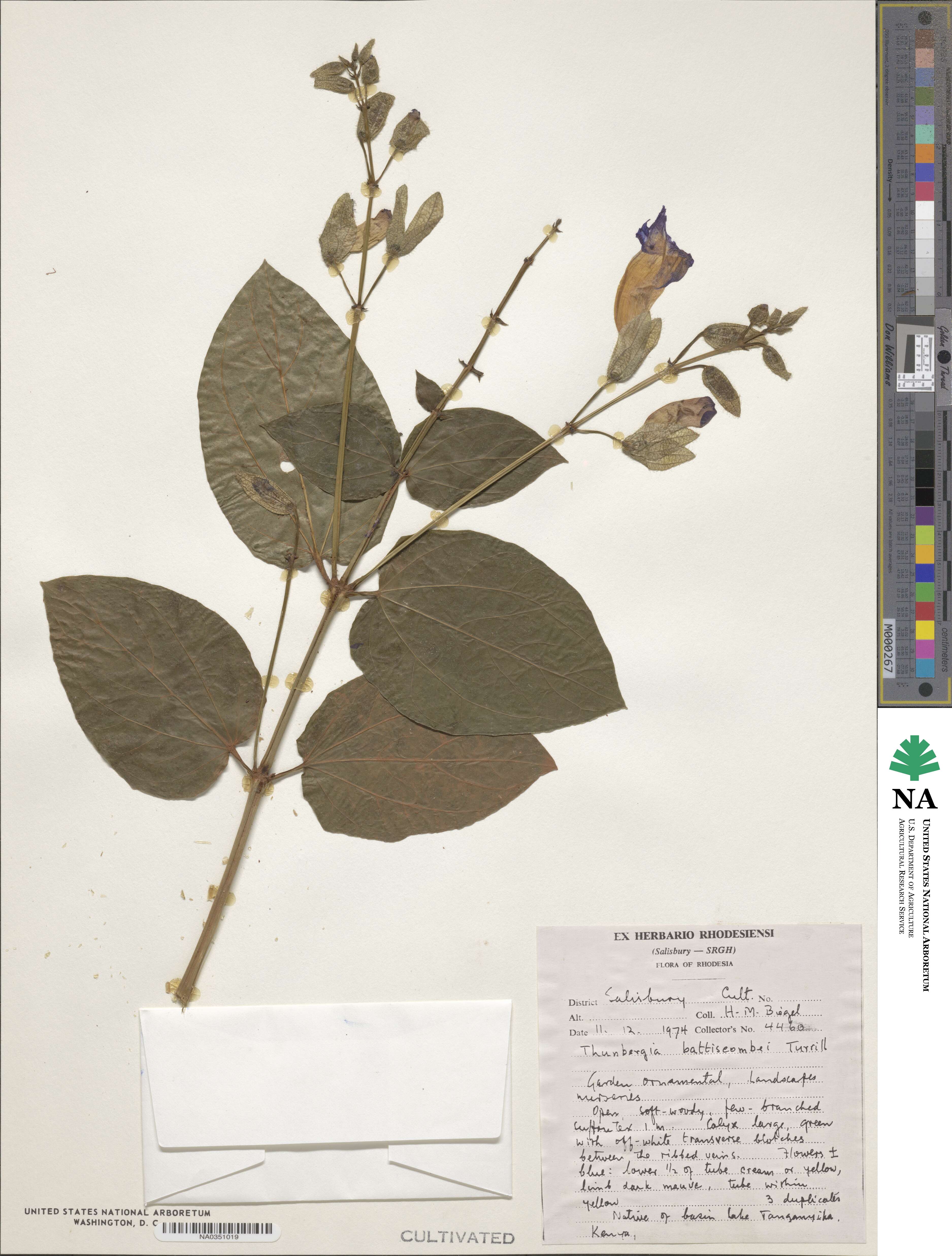 Thunbergia battiscombei image