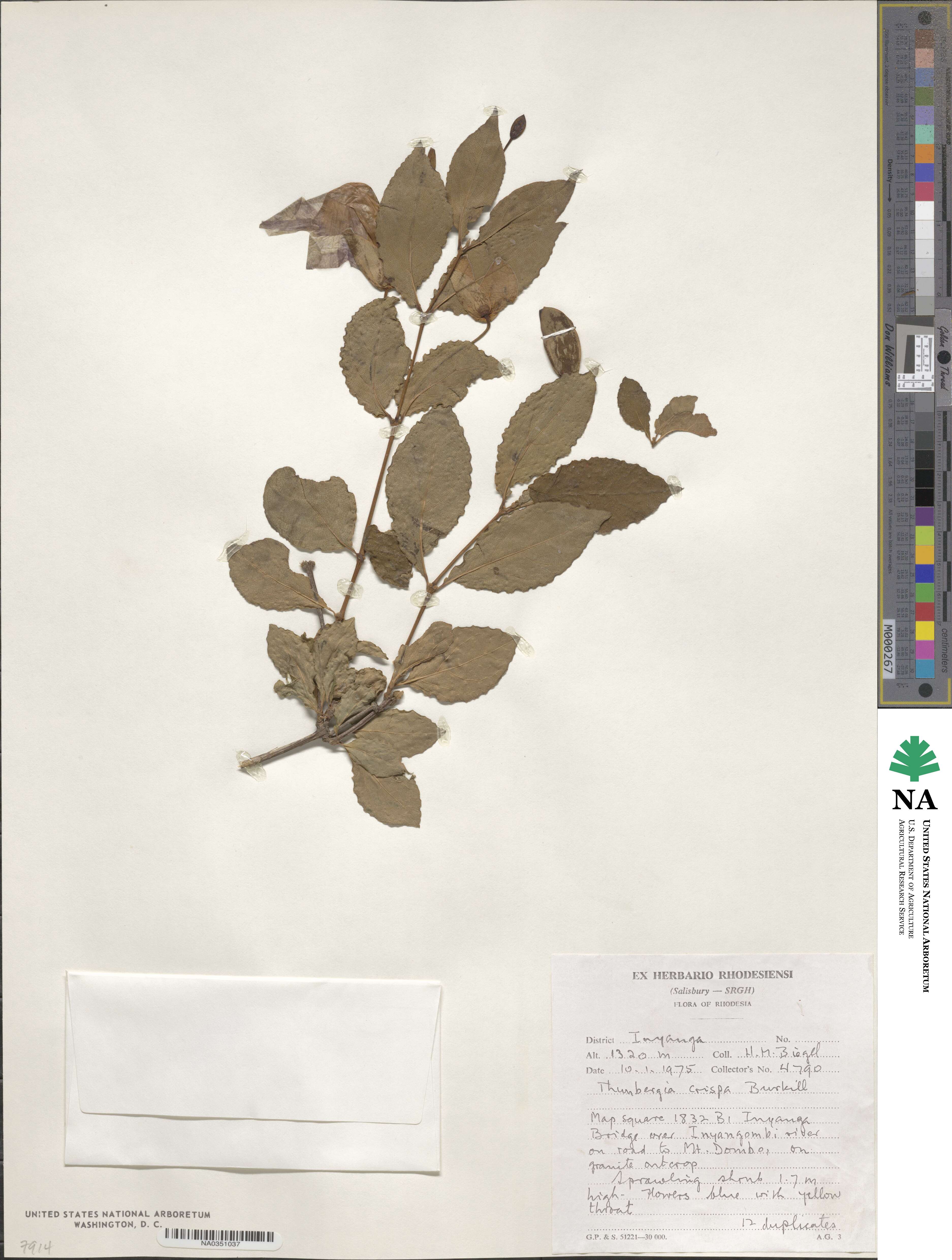 Thunbergia crispa image