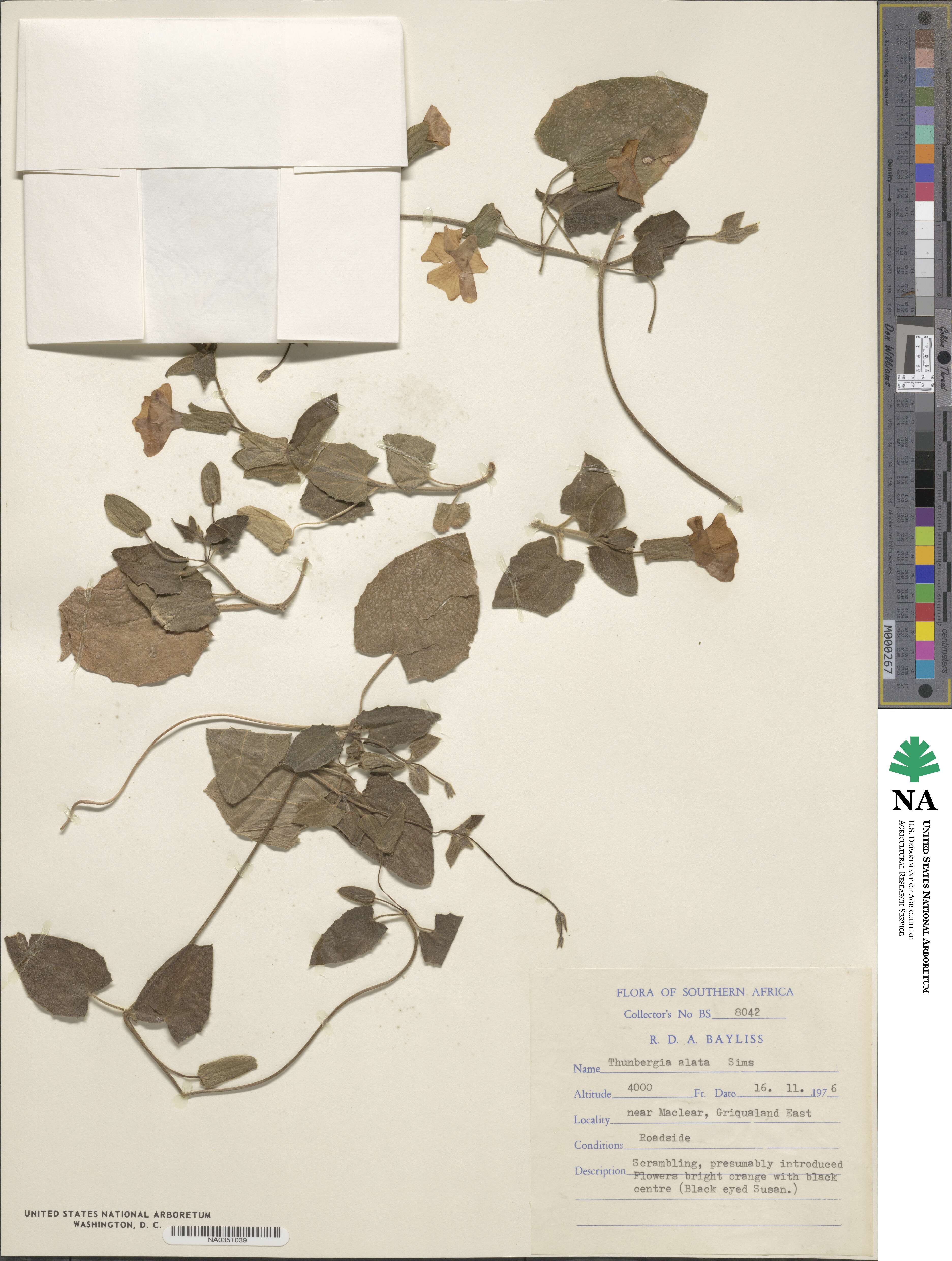 Thunbergia alata image