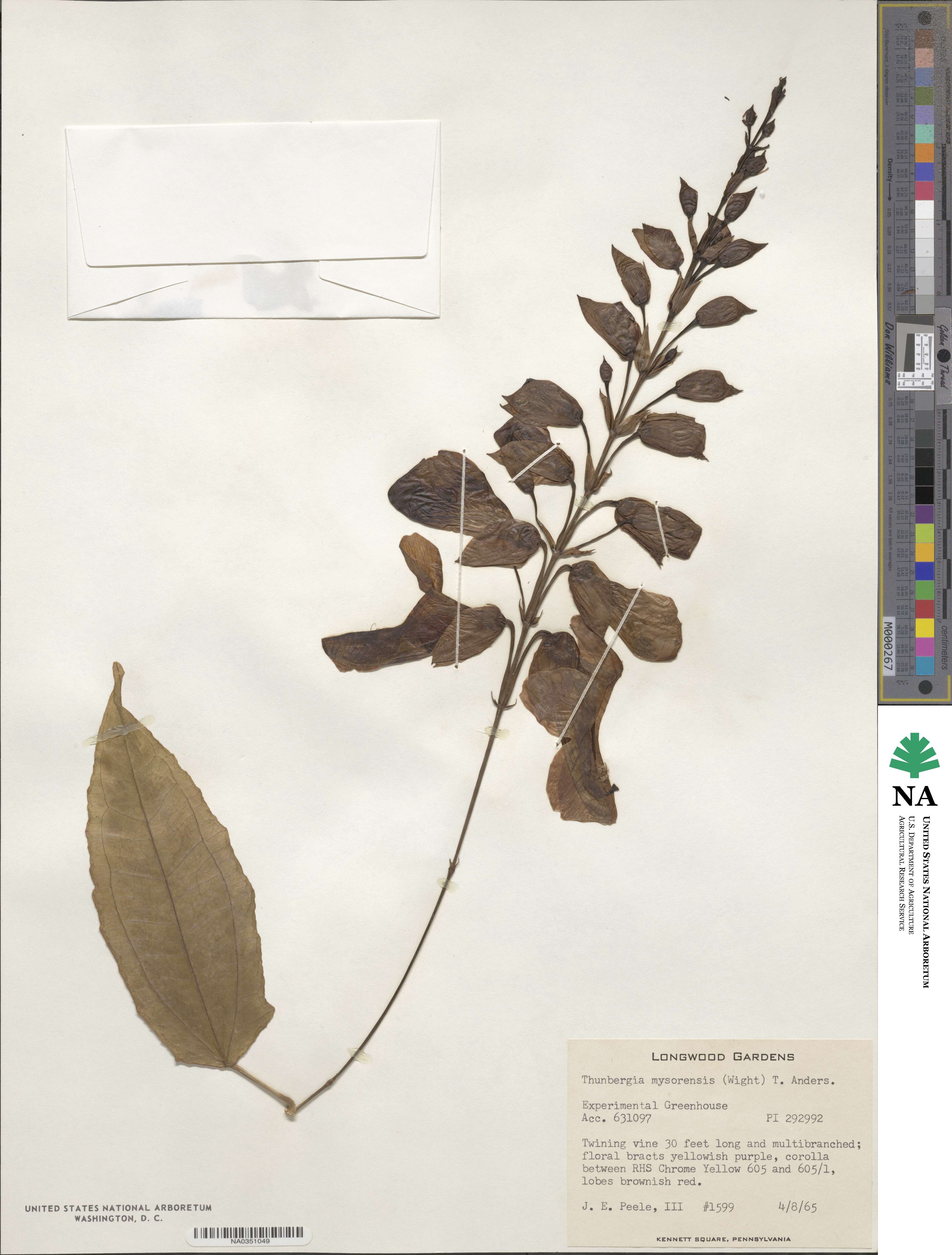Thunbergia mysorensis image
